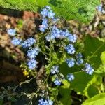 Myosotis lithospermifolia Flor