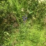 Aconitum napellusBlomst