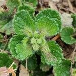 Teucrium pyrenaicum Hoja