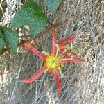 Passiflora cinnabarina Flor