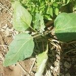 Solanum melongena 叶