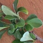 Turraea mombassana Φύλλο