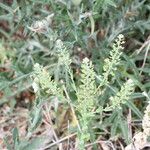 Lepidium campestre ᱡᱚ