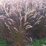 Pennisetum setaceum花