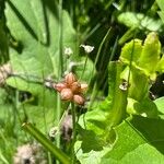 Allium canadense Frucht