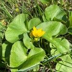 Ranunculus thora List