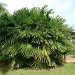 Licuala spinosa عادت داشتن