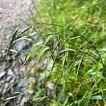 Bromus inermis Flower