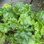 Darmera peltata Leaf