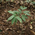 Tetraberlinia bifoliolata Blatt