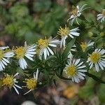 Symphyotrichum ontarionis