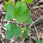 Oxalis suborbiculata Συνήθη χαρακτηριστικά