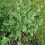 Malva thuringiaca Leaf