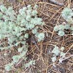 Artemisia frigida Blatt