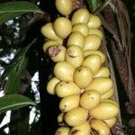 Pholidostachys pulchra Fruit