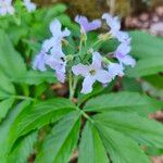 Cardamine heptaphylla പുഷ്പം