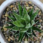 Haworthiopsis reinwardtii Hostoa