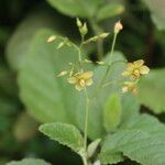 Hermannia exappendiculata Flower