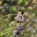 Mentha pulegium Flower