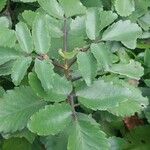 Bryophyllum pinnatum Leaf