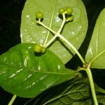 Rudgea cornifolia Folha