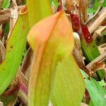 Sarracenia rubra Virág