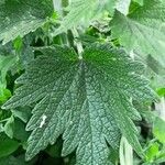Leonurus quinquelobatus Hoja