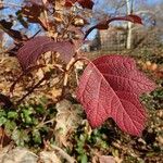 Hydrangea quercifolia Blad