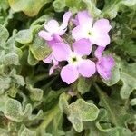 Matthiola tricuspidata Flower