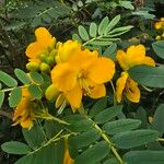 Senna multiglandulosa Цветок