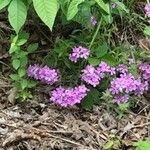 Verbena canadensis 花