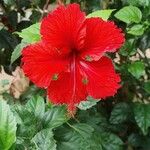 Hibiscus rosa-sinensisപുഷ്പം