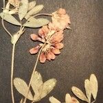 Trifolium grandiflorum Λουλούδι