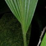 Dicranopygium umbrophilum 葉