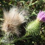 Cirsium vulgareKvet