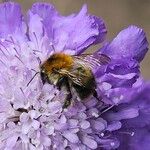 Scabiosa lucida Fleur