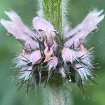 Leonurus quinquelobatus Flor