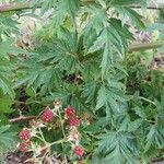 Rubus nemoralis Leaf