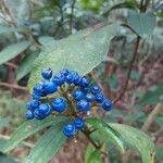 Hydrangea febrifuga Blad