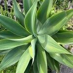 Agave attenuataList