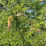 Prosopis laevigata পাতা