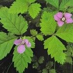 Rubus arcticus Blüte