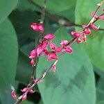 Persicaria virginiana Outro