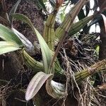 Laelia autumnalis Leaf