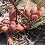 Welwitschia mirabilis Kwiat