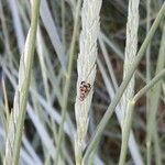 Elymus pungens Blüte