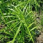 Cyperus alternifolius Blad