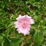 Leuenbergeria quisqueyana Flower