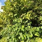 Clerodendrum trichotomum Natur