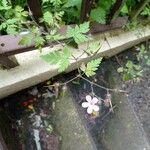 Geranium robertianumBloem